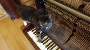 Cat and piano 
