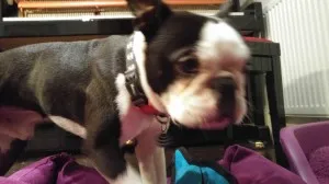Puppy and piano 
