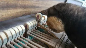 Cat inspecting hammer 