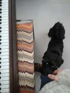 Piano Dog | Cycling Piano Tuner   